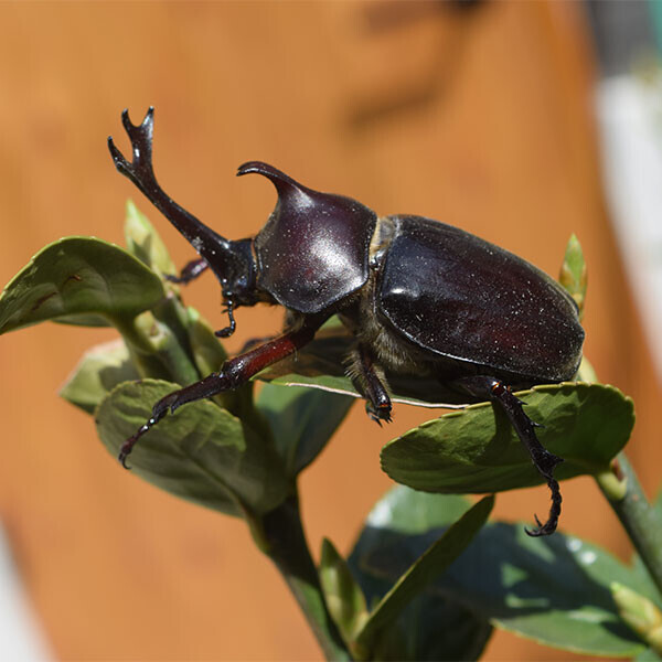 [자연관찰] 장수풍뎅이 (특대) 용품세트