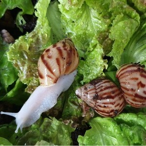 [자연관찰] 달팽이 키우기