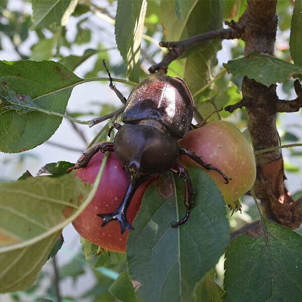 [3월 첫주배송] 장수풍뎅이 암수 / 1쌍