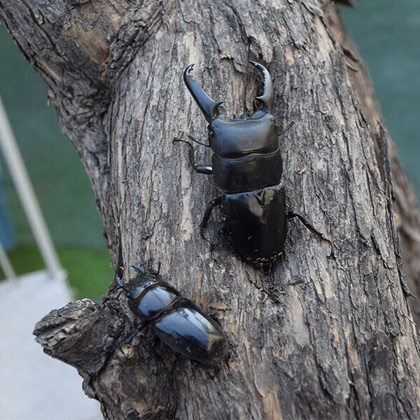 [자연관찰] 사슴벌래 암수 / 1쌍