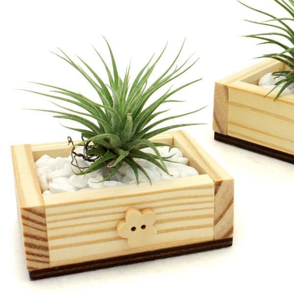 키즈보나,상품명