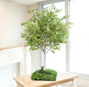 조화나무 자작나무 인조목 받침형 150cm (화이트받침, 그린 인조목)- 로켓배송