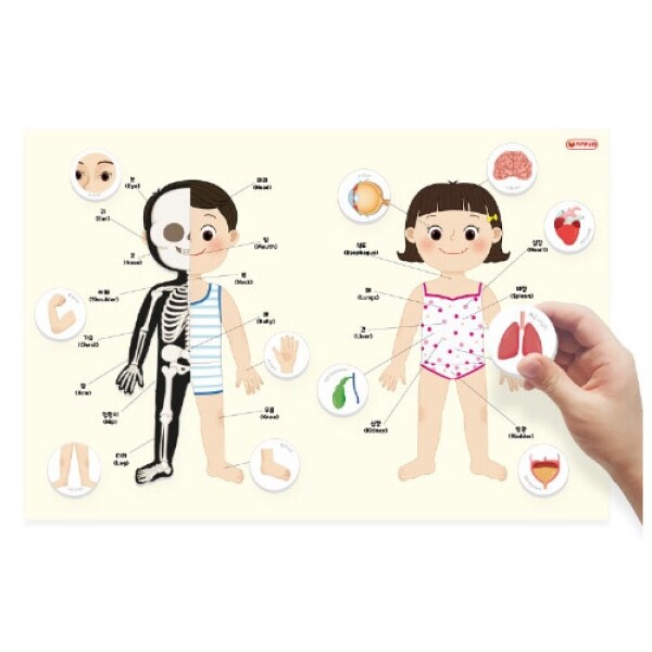 [집콕놀이 기획전][본사] 자석이붙는인체포스터(나의몸)